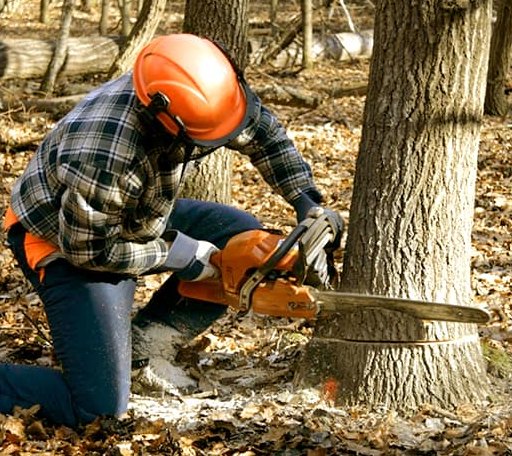 Tree Removal in Evans, LA